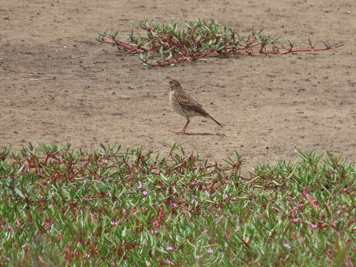 Australian Pipit - ML627797690