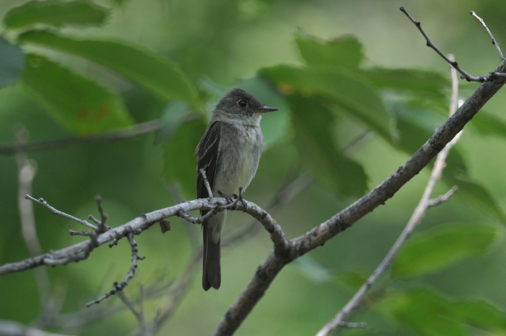 Eastern Wood-Pewee - ML627797695