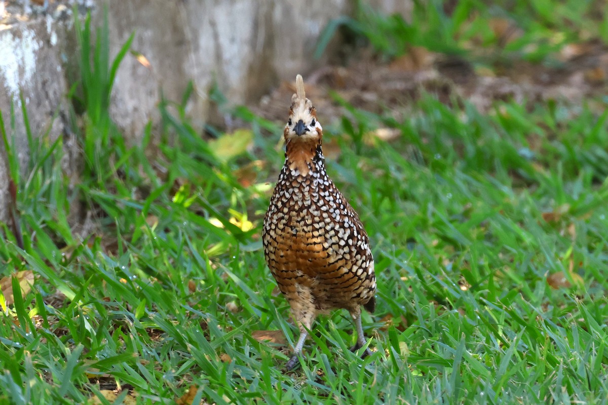 Crested Bobwhite - ML627797701