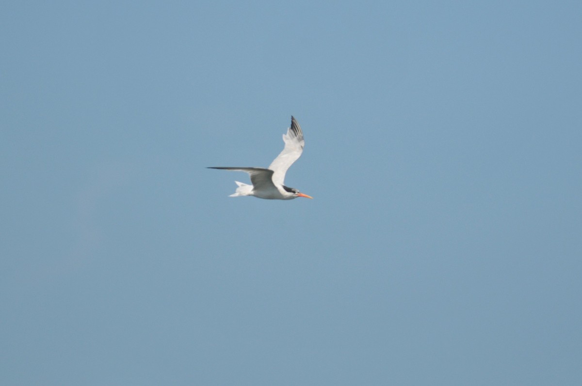 Elegant Tern - ML627797711