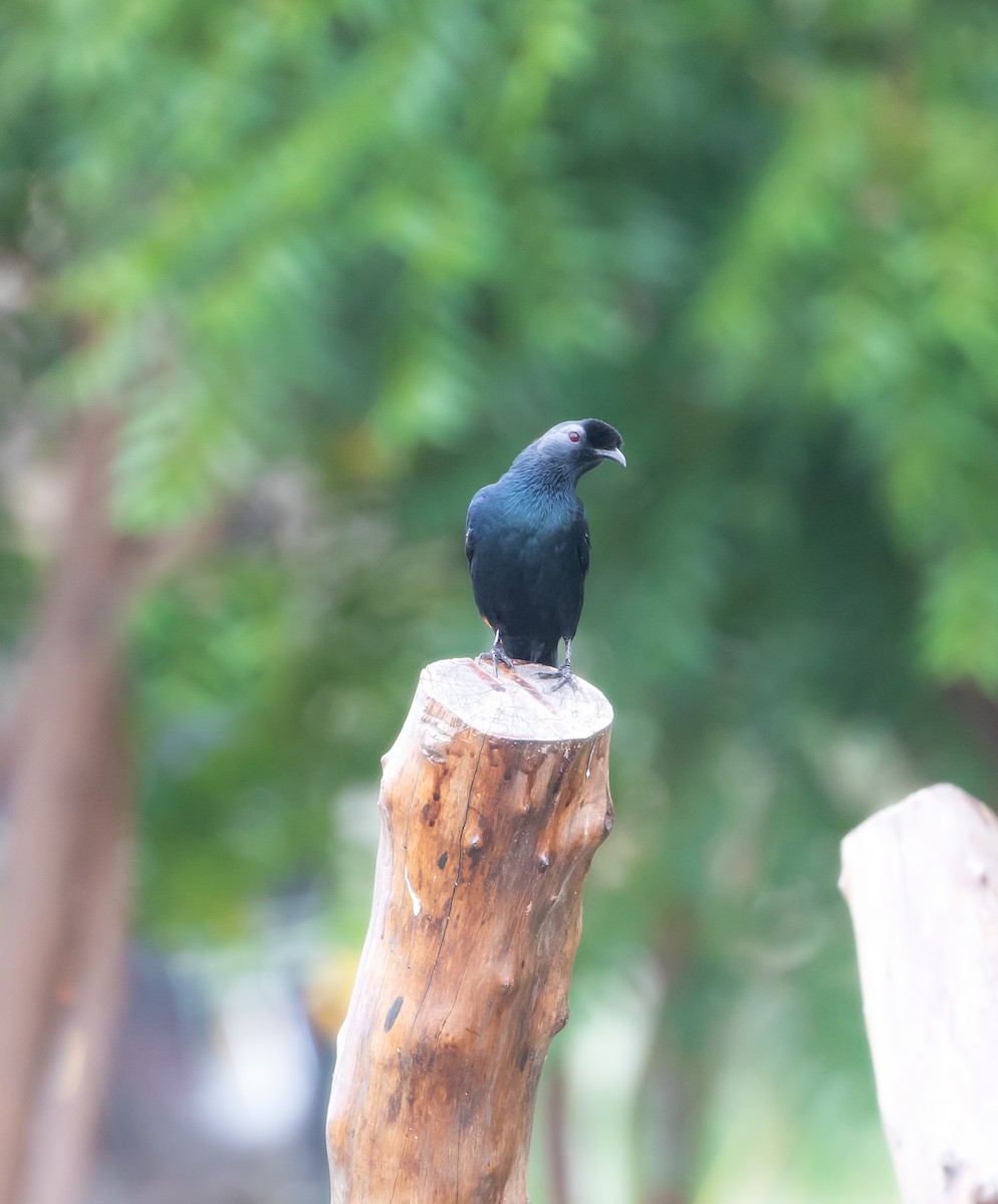 Bristle-crowned Starling - ML627797713
