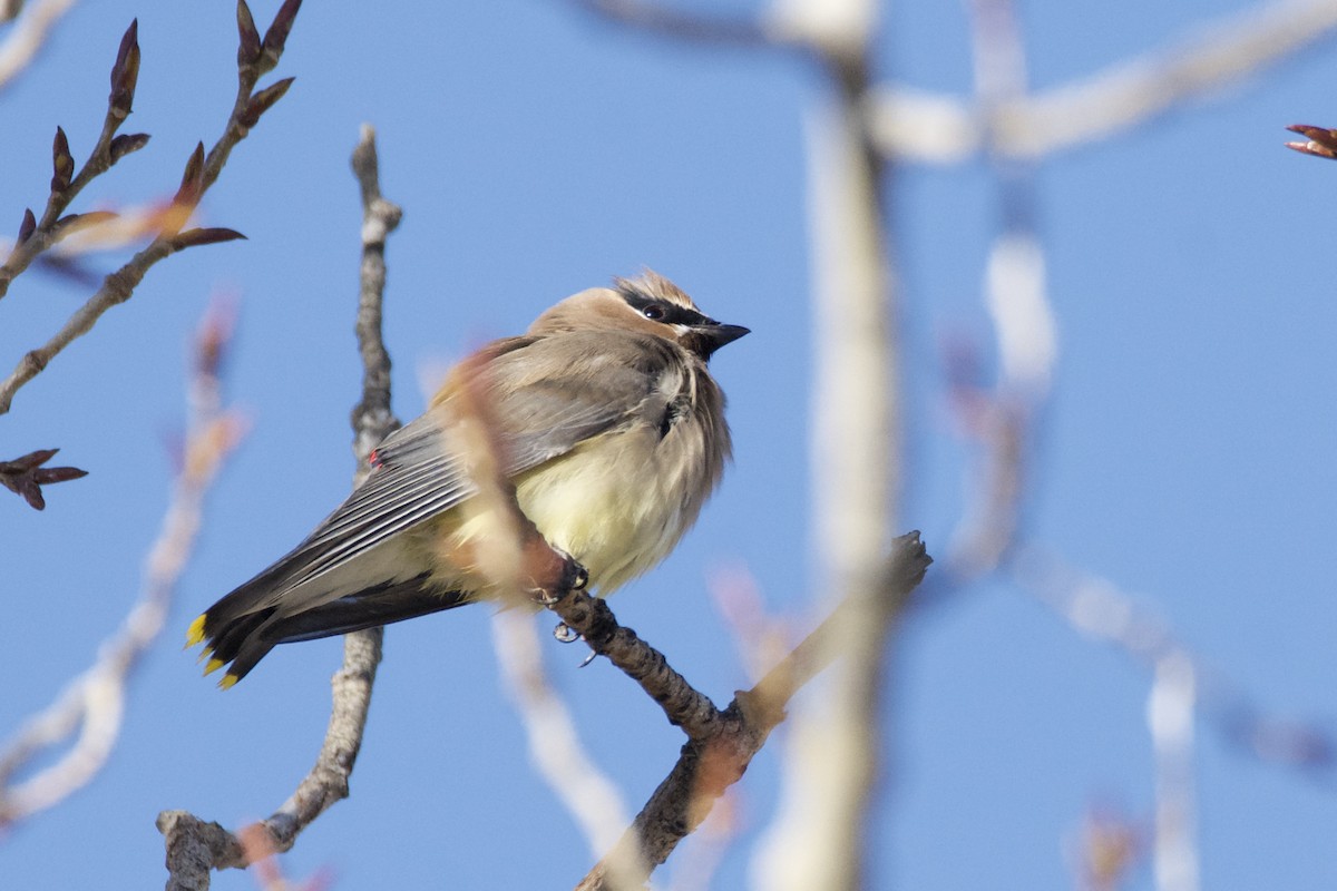 Cedar Waxwing - ML627797716