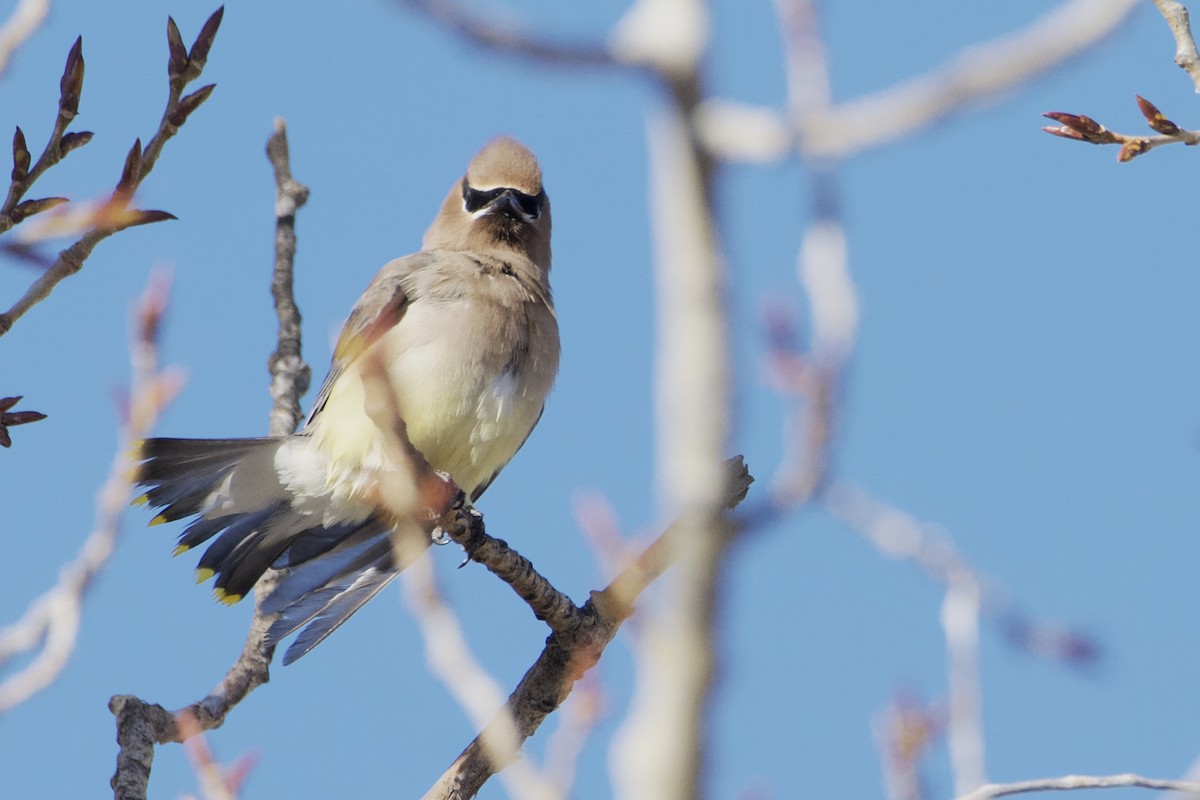 Cedar Waxwing - ML627797717