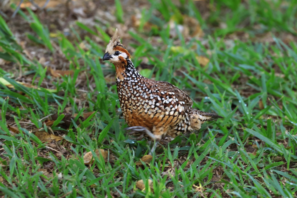 Crested Bobwhite - ML627797744