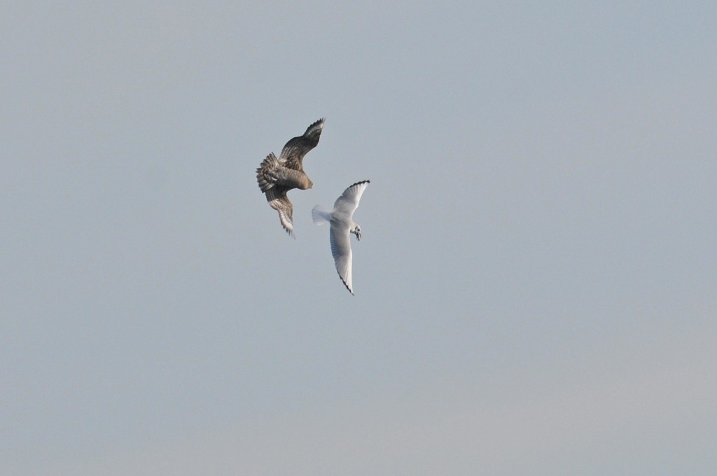 Parasitic Jaeger - ML627797751