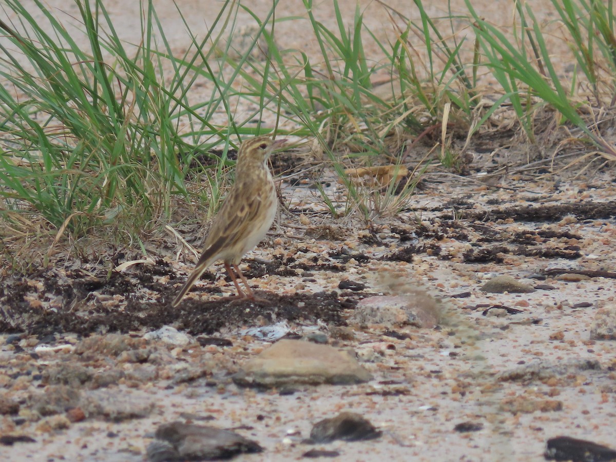 Australian Pipit - ML627797759