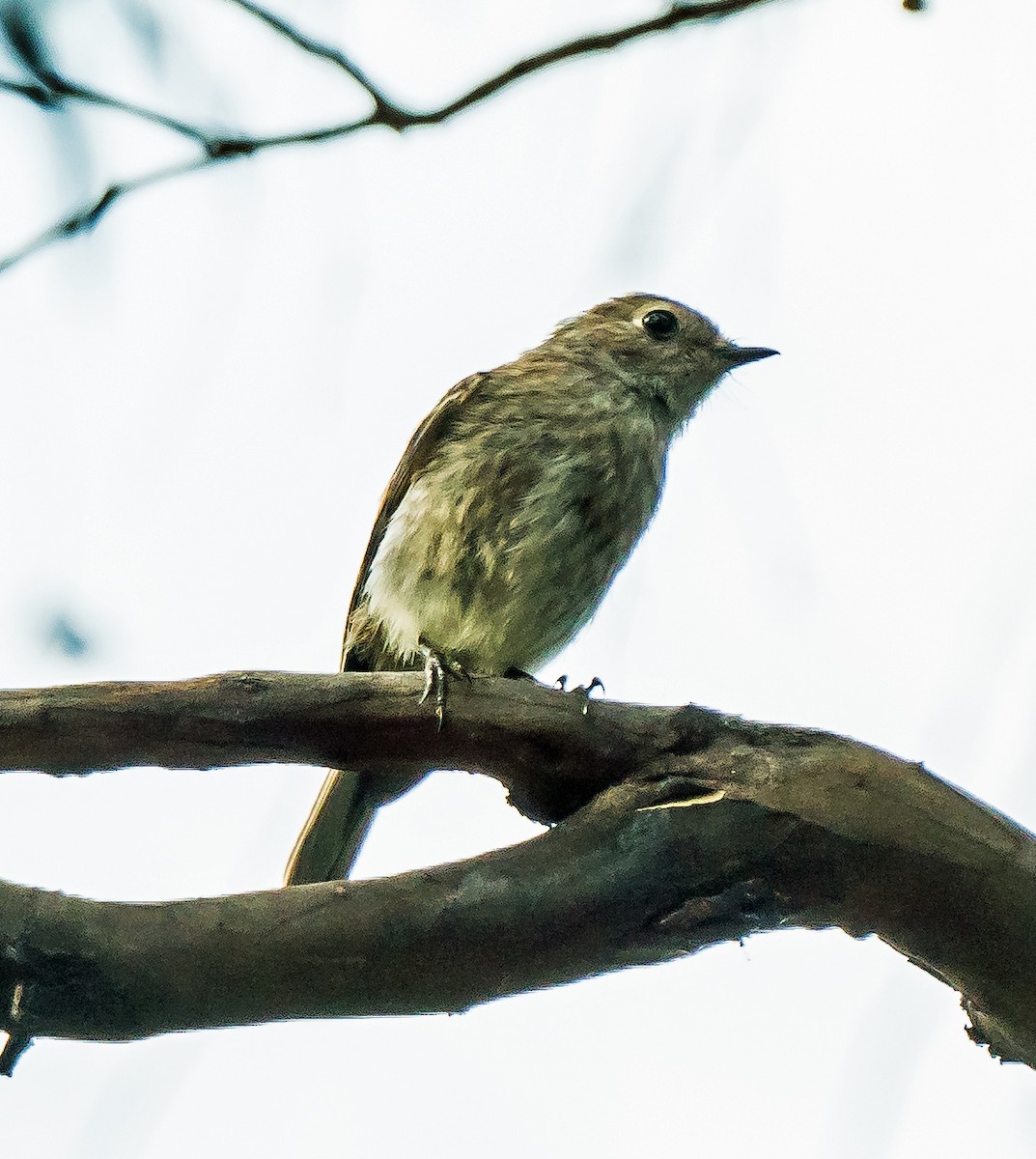 Dusky Robin - ML627797821