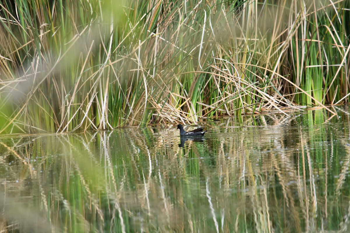 Common Gallinule - ML627797822