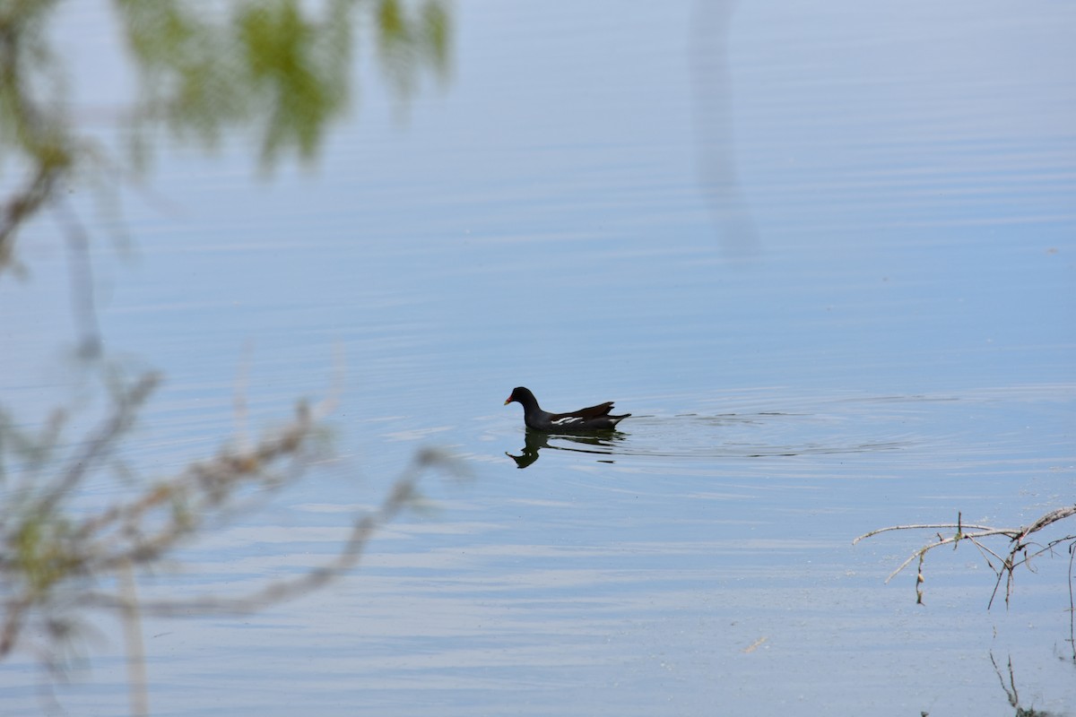 Common Gallinule - ML627797849