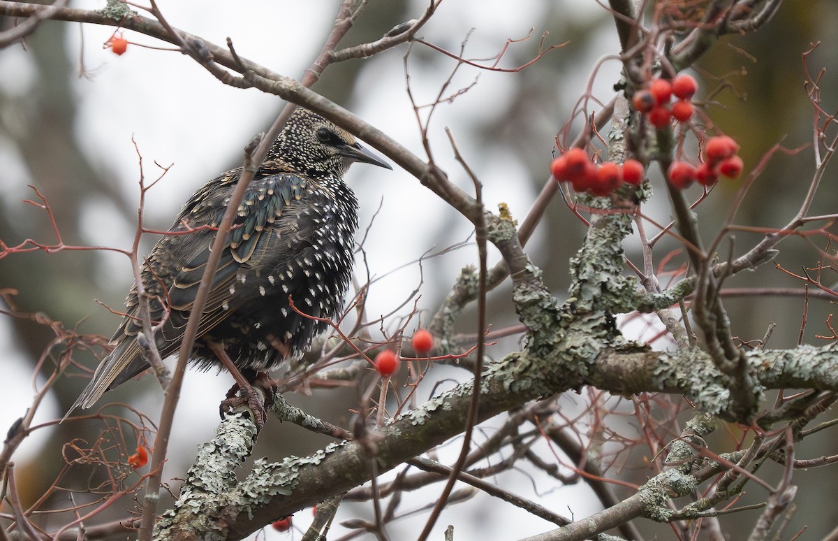 European Starling - ML627797865