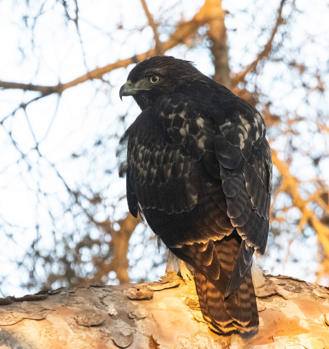 Red-tailed Hawk - ML627797966