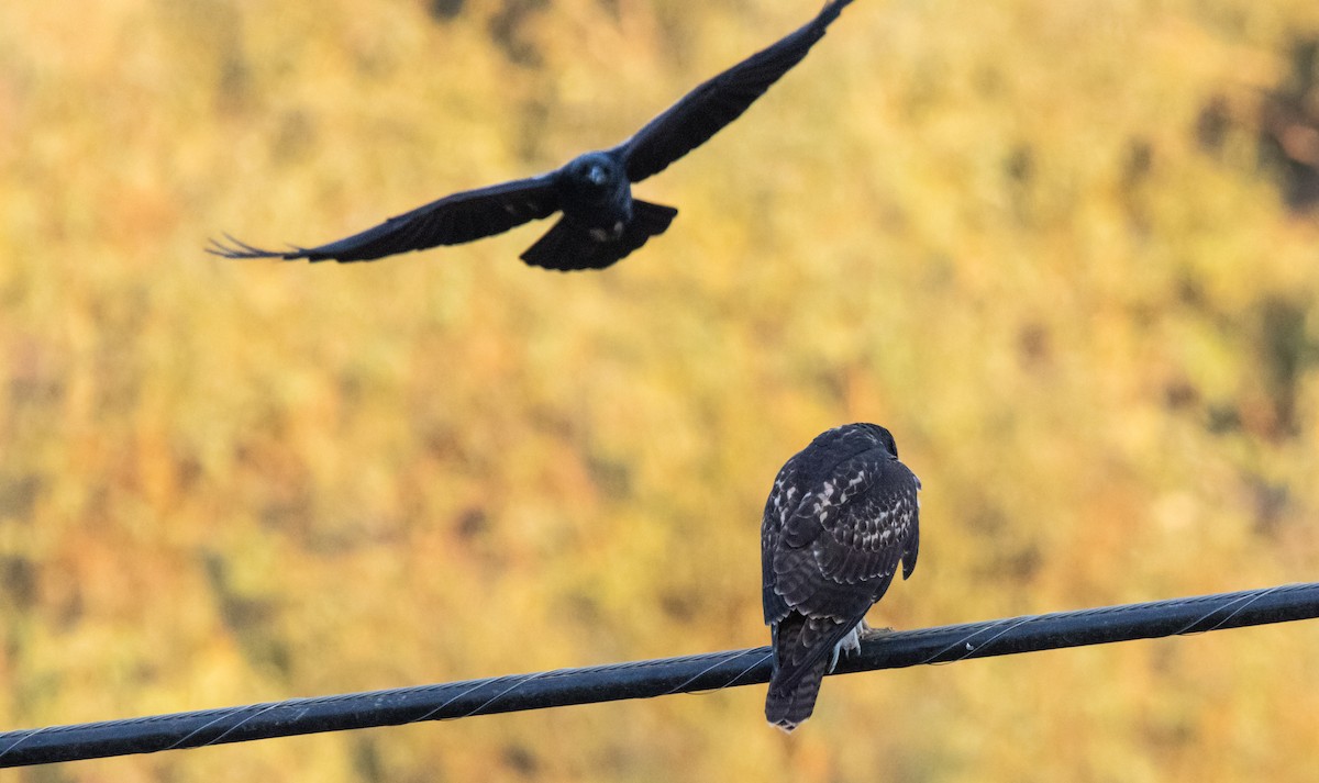 Red-tailed Hawk - ML627797972