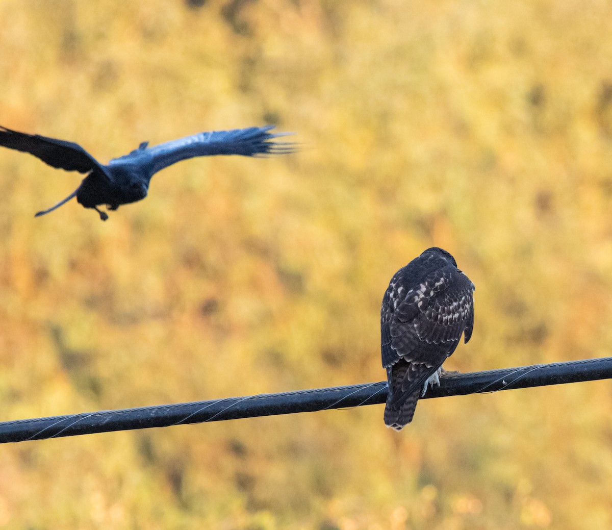 Red-tailed Hawk - ML627797975