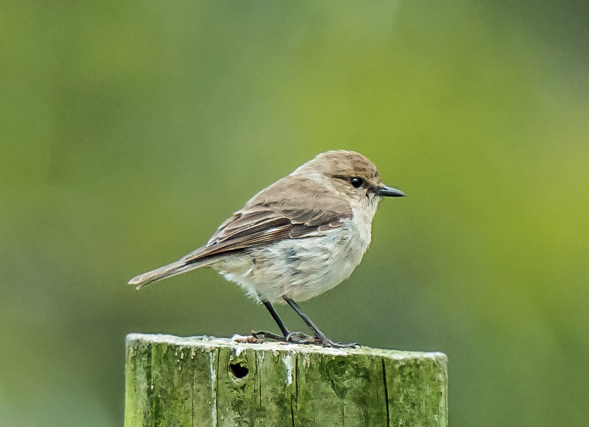 Dusky Robin - ML627797994