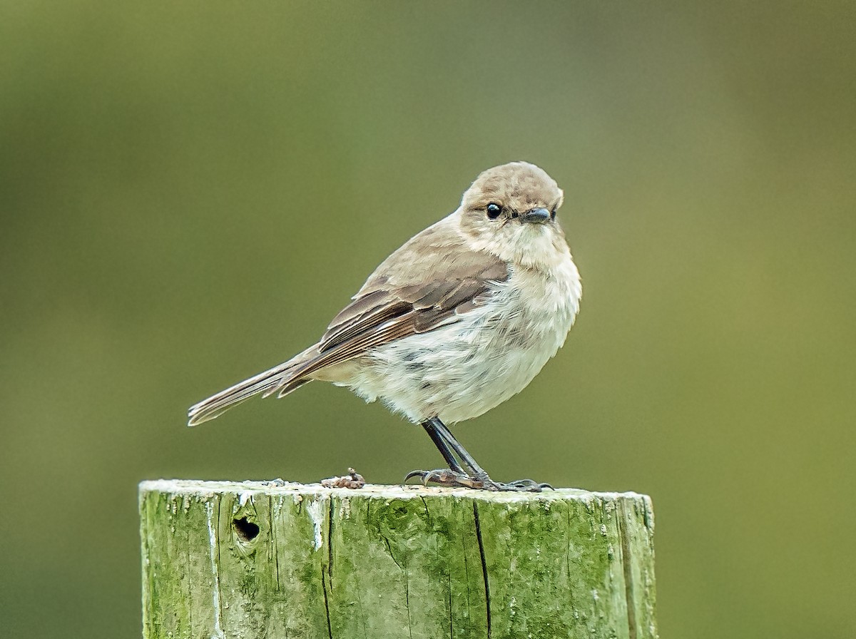 Dusky Robin - ML627797995