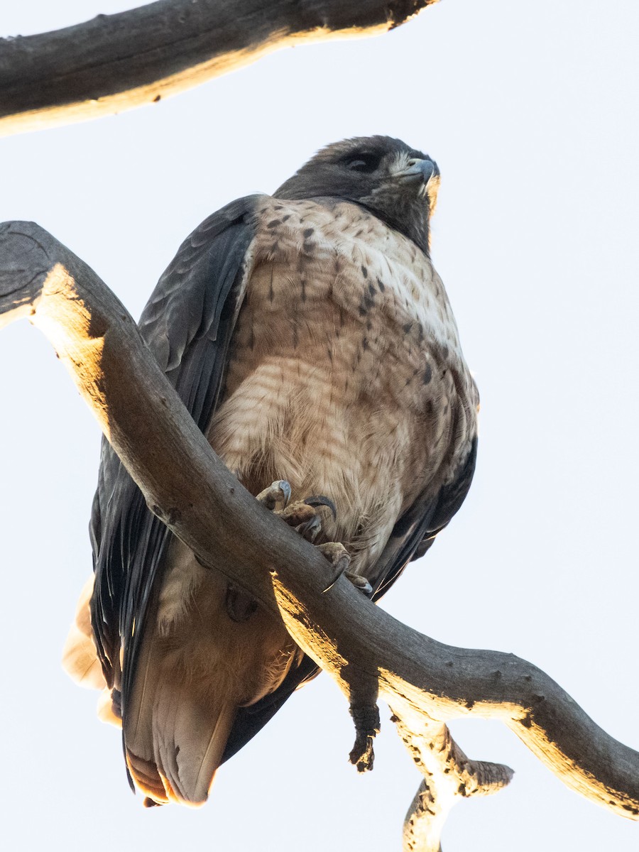 Red-tailed Hawk - ML627797997