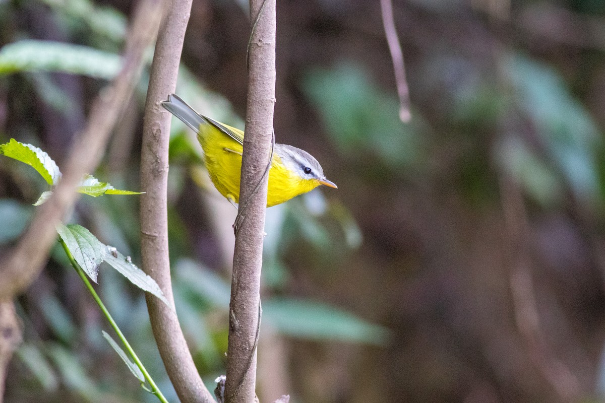 Gray-hooded Warbler - ML627798021