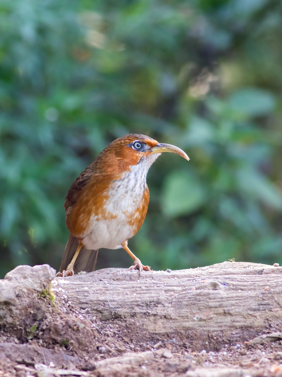 Rusty-cheeked Scimitar-Babbler - ML627798042