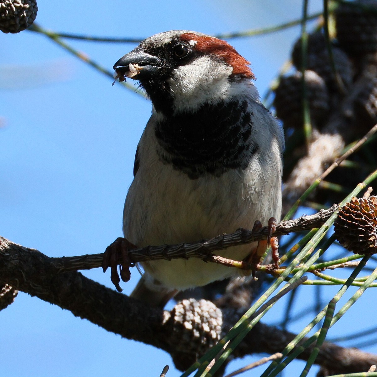 House Sparrow - ML627798046