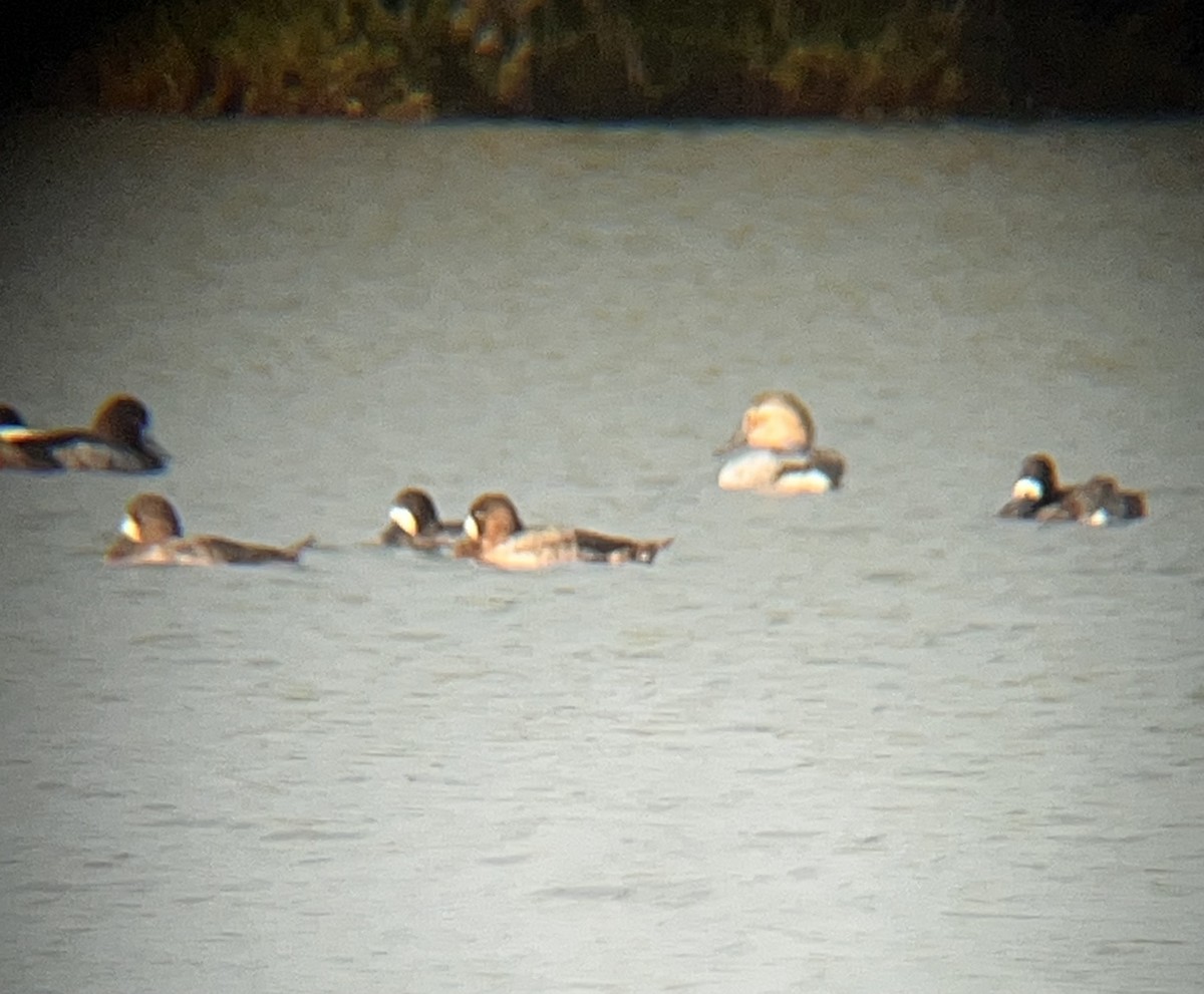 Canvasback - ML627798078