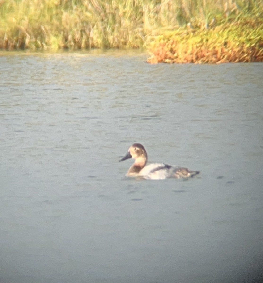 Canvasback - ML627798079