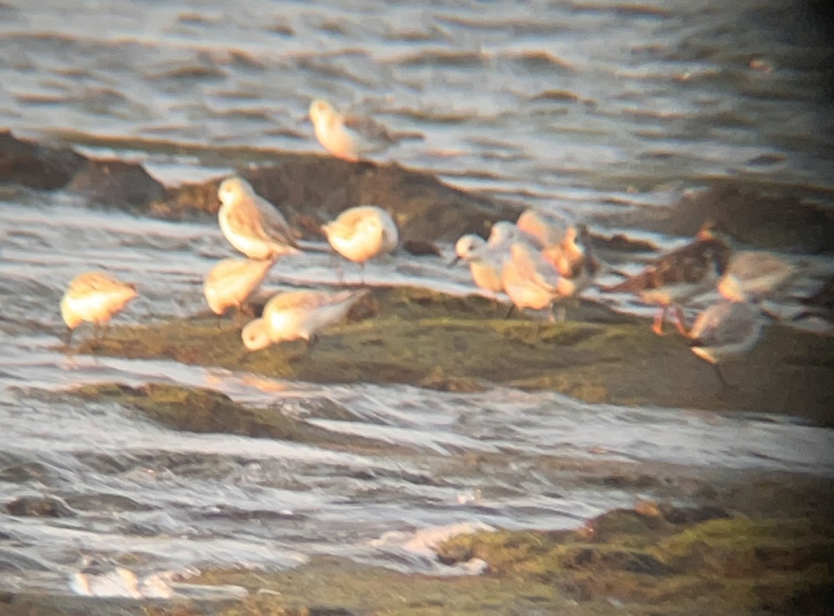 Sanderling - ML627798089