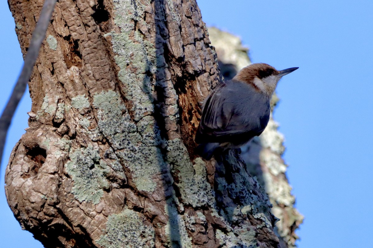 Brown-headed Nuthatch - ML627798101