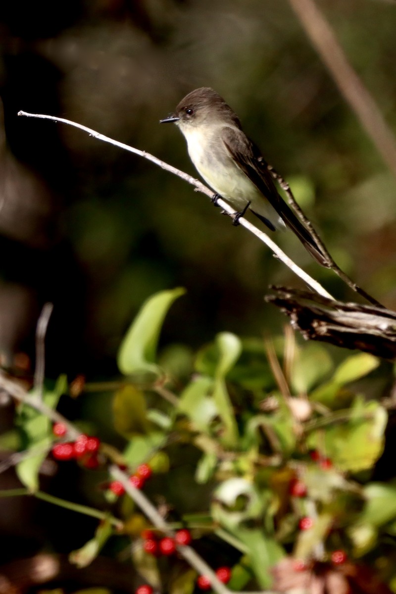 Eastern Phoebe - ML627798102