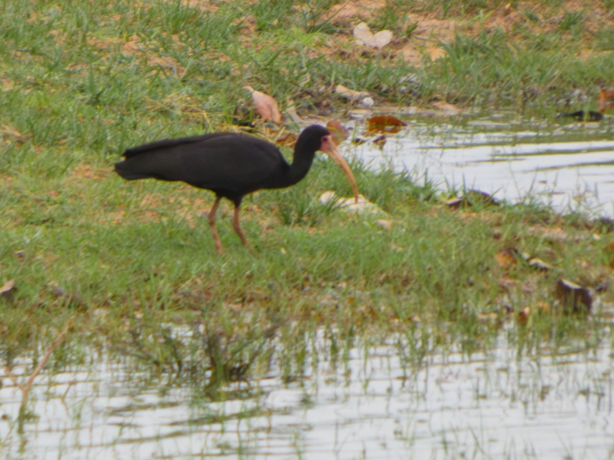 Bare-faced Ibis - ML627798119