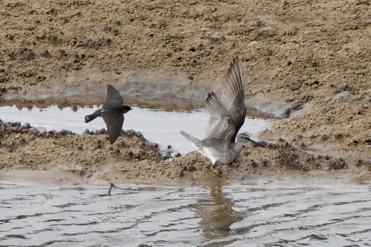 Gray-tailed Tattler - ML627798242