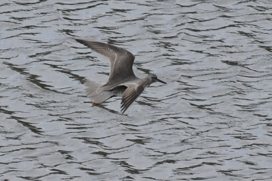 Gray-tailed Tattler - ML627798272