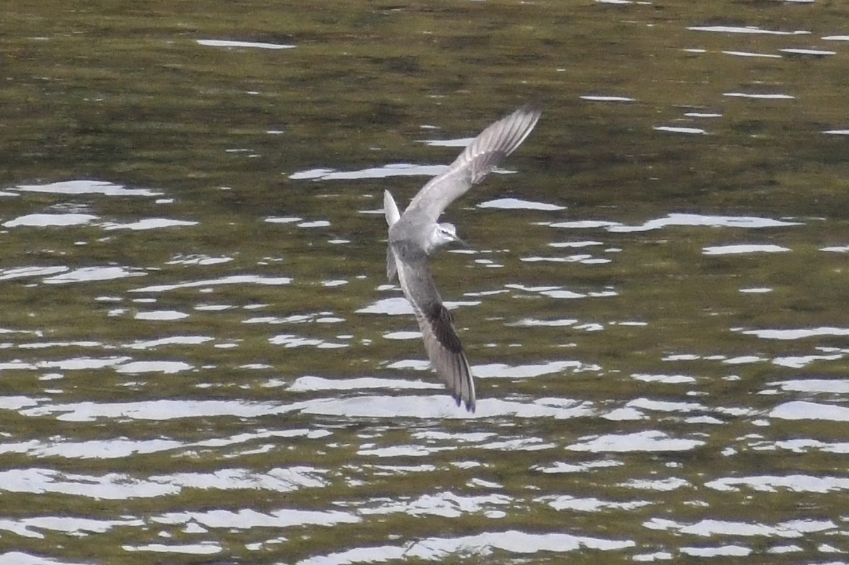 Gray-tailed Tattler - ML627798295