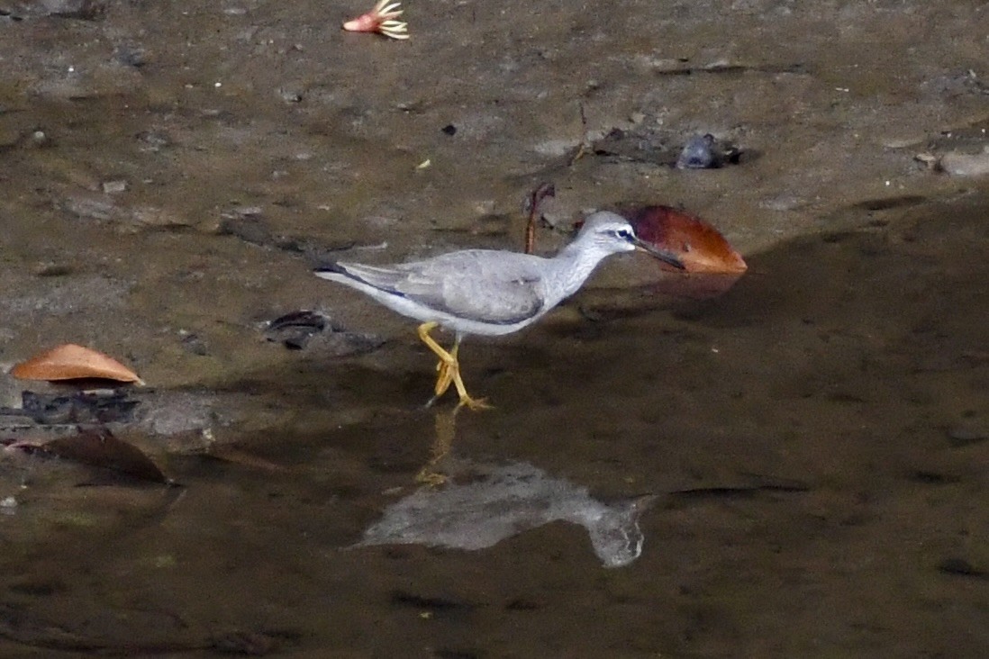 Gray-tailed Tattler - ML627798299