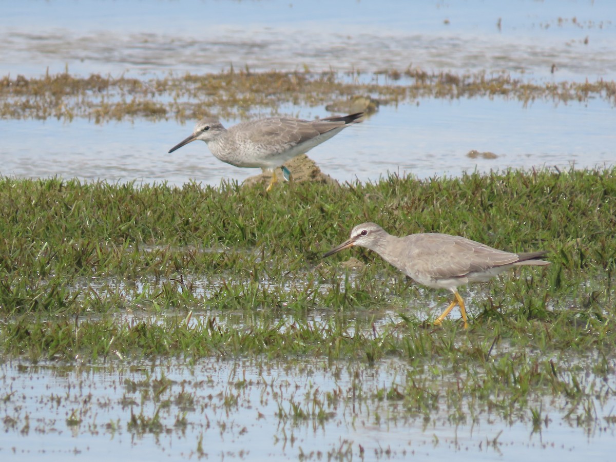 Gray-tailed Tattler - ML627798302