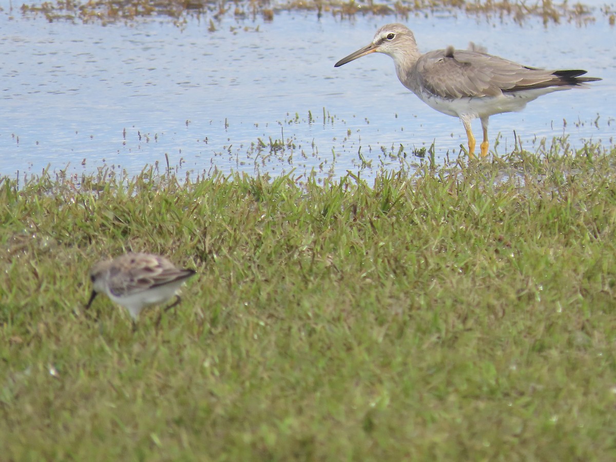 Gray-tailed Tattler - ML627798303