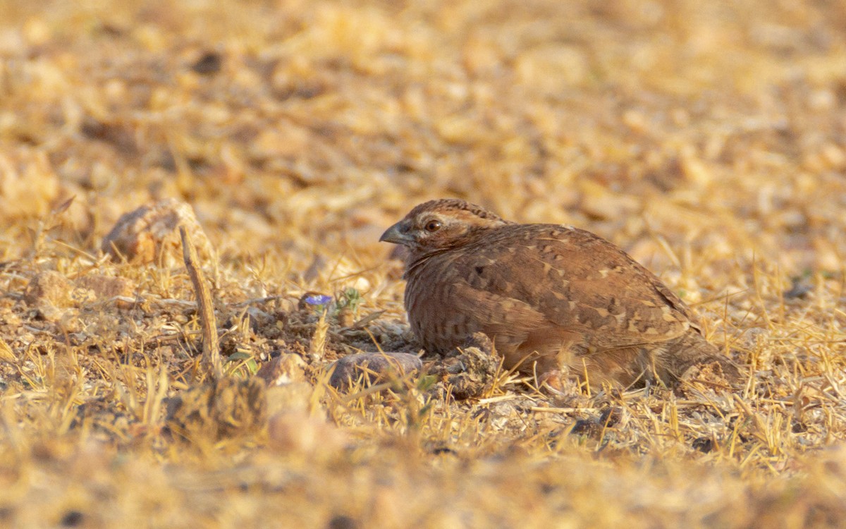 Perdicilla Argundá - ML627798324