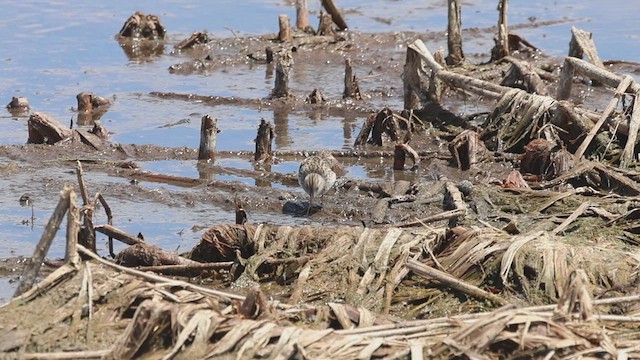 Long-toed Stint - ML627798326