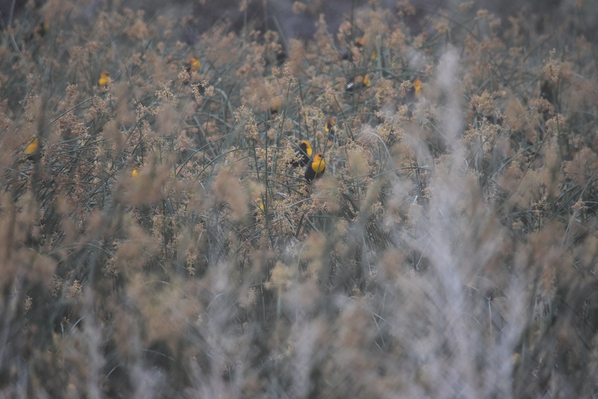 Yellow-headed Blackbird - ML627798347