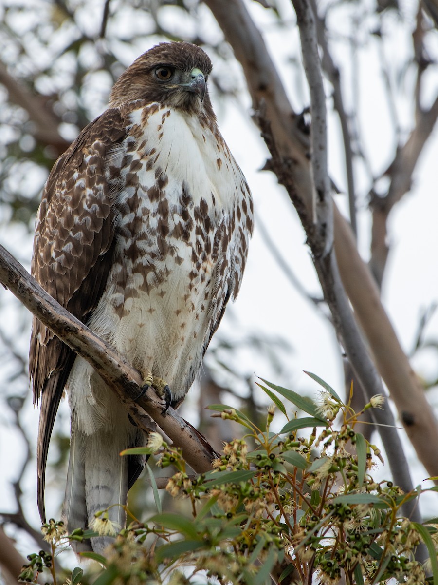 Red-tailed Hawk - ML627798425