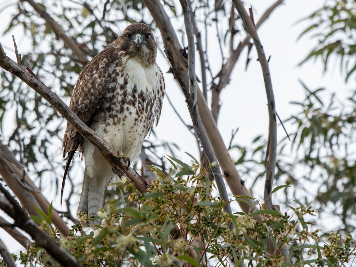 Red-tailed Hawk - ML627798426