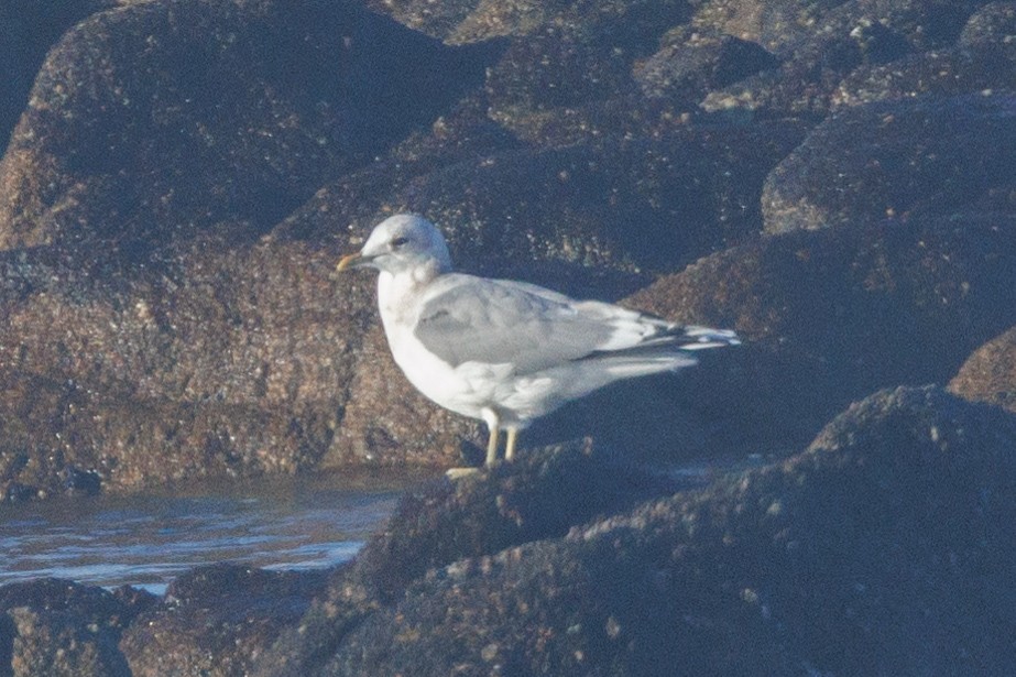 Short-billed Gull - ML627798427