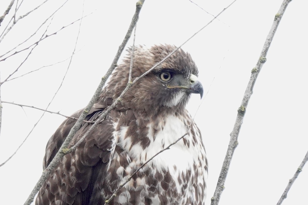 Red-tailed Hawk - ML627798429