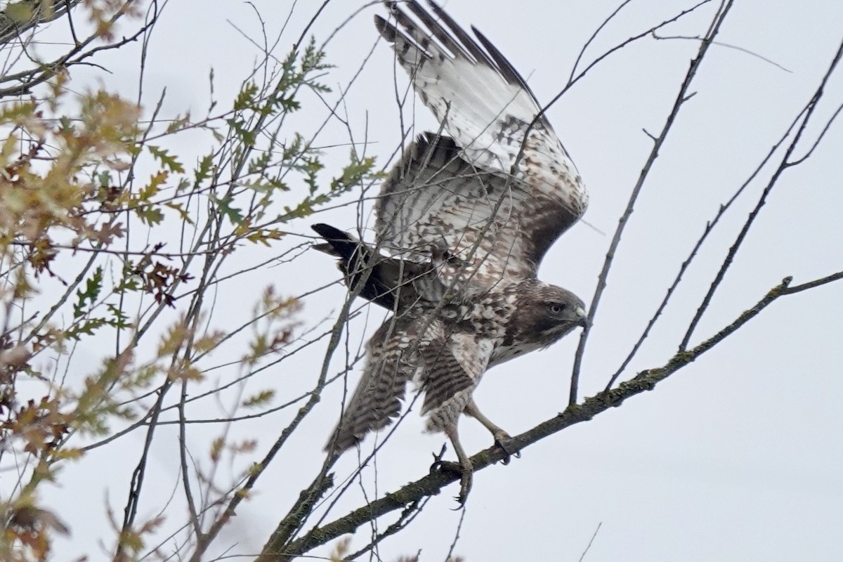 Red-tailed Hawk - ML627798430