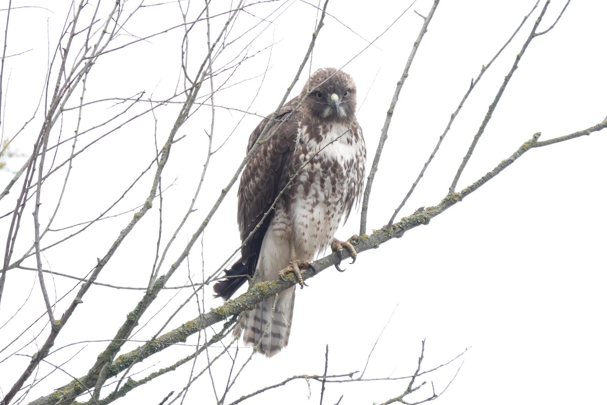 Red-tailed Hawk - ML627798431