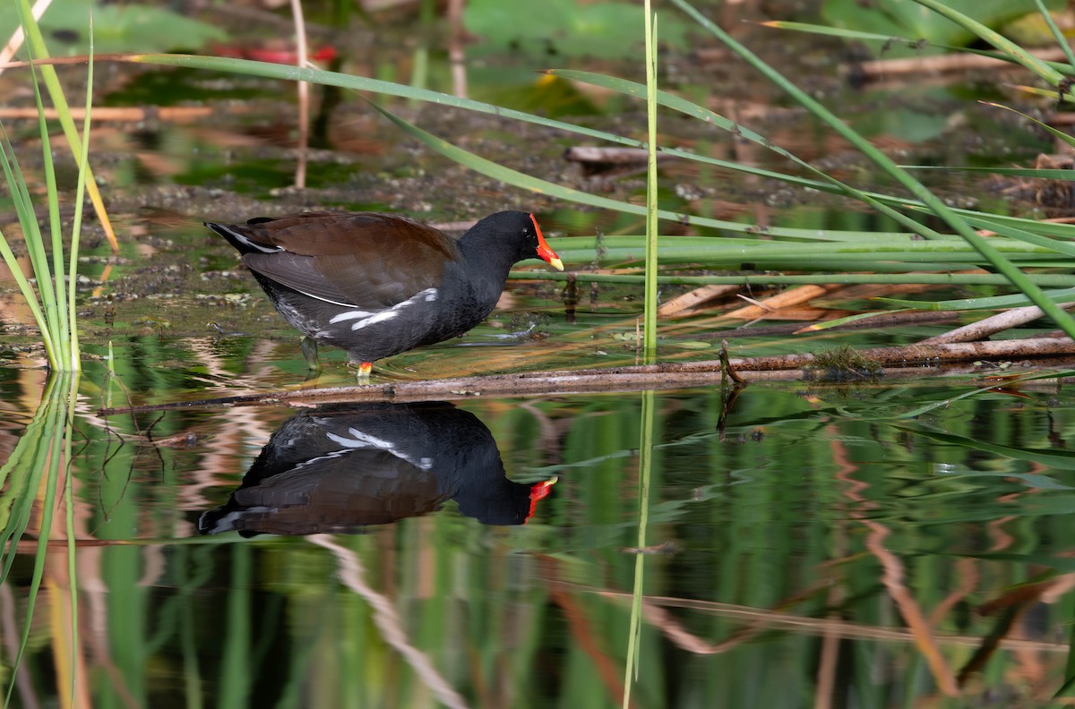 Common Gallinule - ML627798478