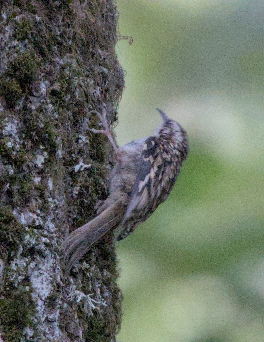 Brown Creeper - ML627798488