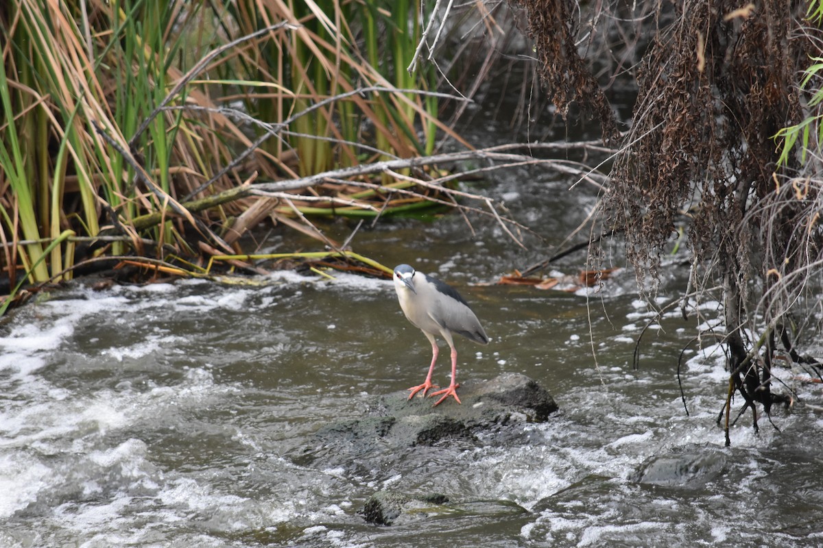 Black-crowned Night Heron - ML627798532
