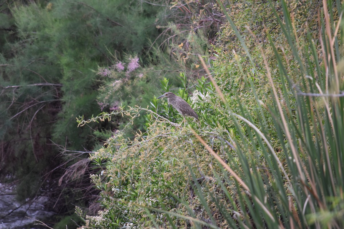 Black-crowned Night Heron - ML627798533