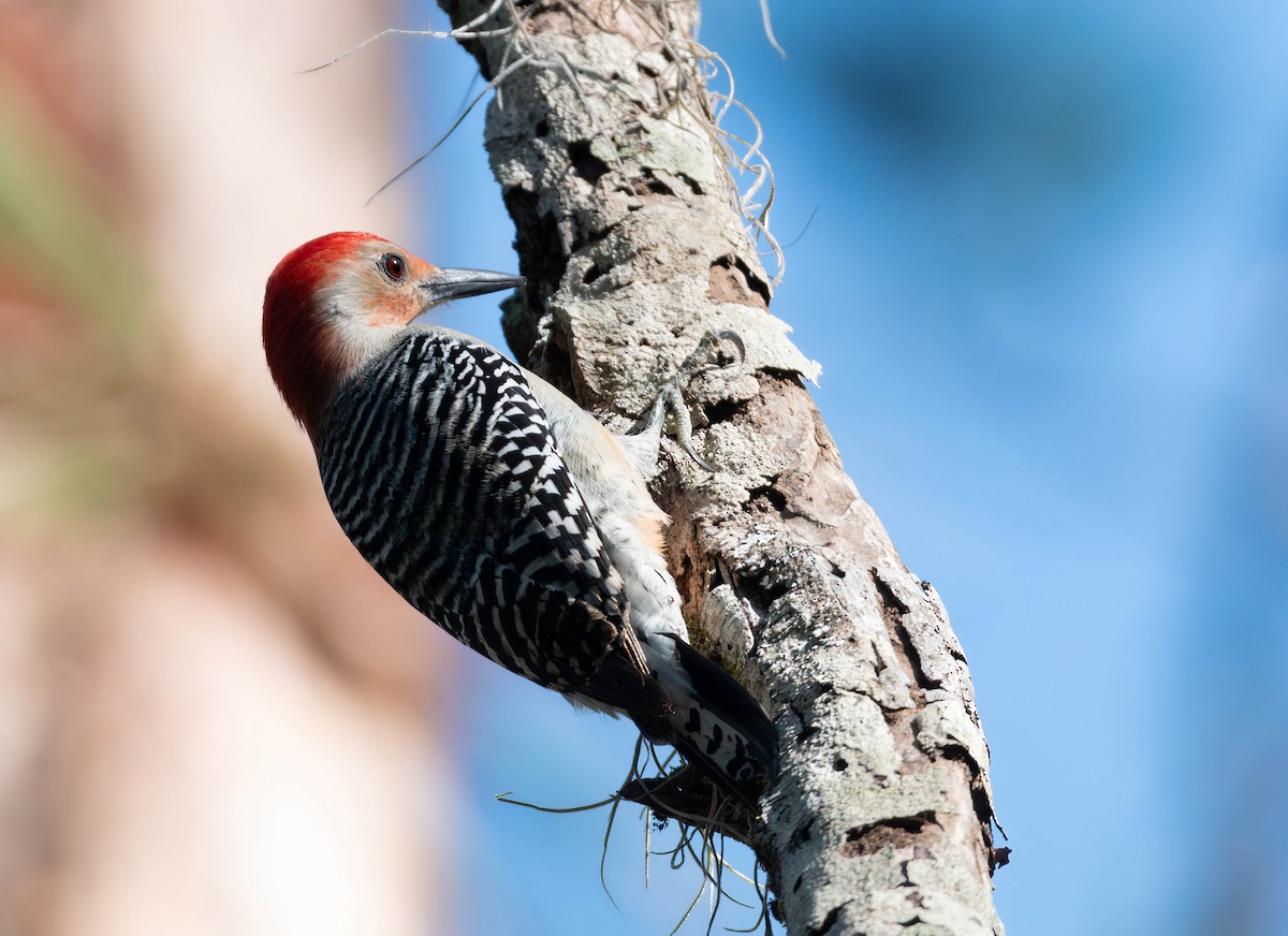 Red-bellied Woodpecker - ML627798544