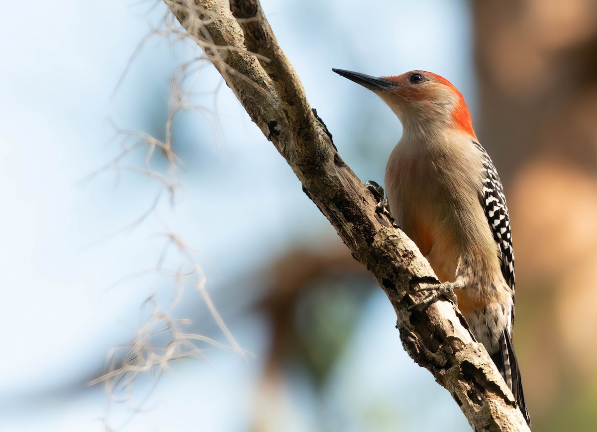 Red-bellied Woodpecker - ML627798545